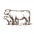 angus cattle cow hand drawing