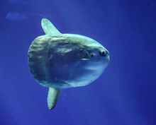 The Ocean Sunfish (Mola Mola) Is The Largest Bony Fish In The World, Weighing As Much As 1000 Kg.  They Live In Tropical And Temperate Waters Around The Globe.