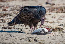 A Turkey Vulture (Cathartes Aura), Also Know As A Turkey Buzzard, Eating Carrion (a Small Seabird) On A Sandy Beach Along The Pacific Coast Of Of Monterey Bay, In Central California.  