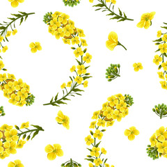 Wall Mural - Pattern rape flowers, canola. Brassica napus. Seamless vector background.