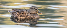 Duck In The Water