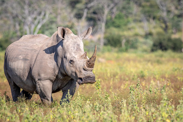 Wall Mural - Female White rhino standing in the grass.