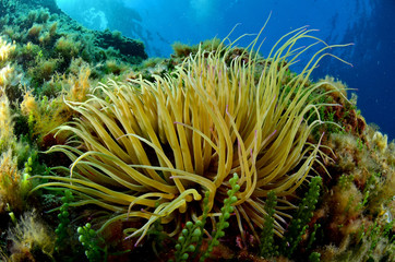  anemone marino