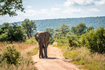 Wall Mural - Big African elephant walking towards the camera.