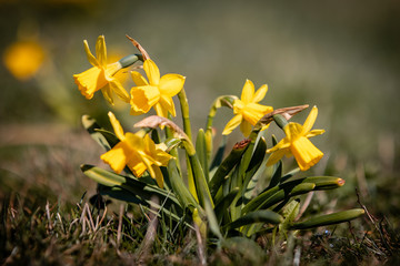 Canvas Print - daffodil in spring