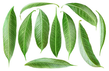 Poster - Isolated leaves. Collection of mango tree leaves of various shapes isolated on white background