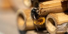 Bee On Insect Hotel