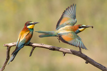 One Bee-eater Sits On A Branch, The Second Hunts For Prey