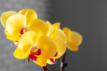 Sticker - Close up of yellow flowers of Orchid on blurred background