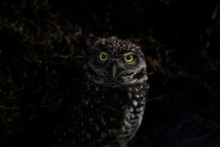Beautiful Shot Of An Owl Looking Towards The Camera - Great For A Background