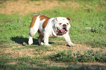 english bulldog purebred dog white brown color walking in the park