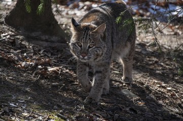 Canvas Print - Wildcat walking towards the camera