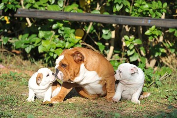 Adult english bulldog with two puppies on the grass