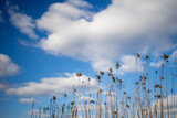 Fototapeta Na sufit - niebo rośliny chmury
