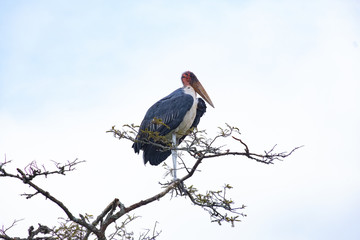 Marabou Stork