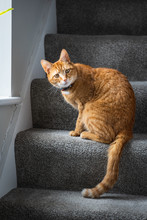 A Beautiful Ginger Tabby Tom Cat Sat On The Staircase Near A Window