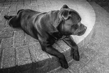 Staffordshire Bull Terrier Dog Lying Down In Profile On A Step With His Legs Hanging Over The Front Of The Step. In Monochrome.