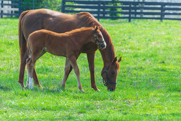 Wall Mural - Mare and foal