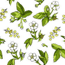Vector Seamless Floral Cartoon Pattern, Outline Flowers And Leaves Of Wild Strawberry, Barberry Inflorescence On A White Background Hand-drawn For Textile, Wrapping Paper Wallpaper