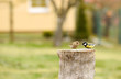 The Great Tit (Parus major), little birds flying around the feeder in the garden, Czech republic, Europe.