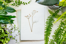 Herbarium And Plants