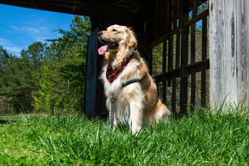 dog in feild