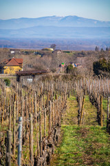 Wall Mural - alsace vineyards