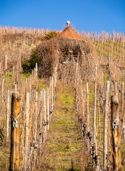 Wall Mural - alsace vineyards