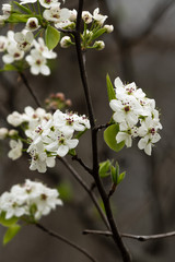 Sticker - blooming cherry tree in spring