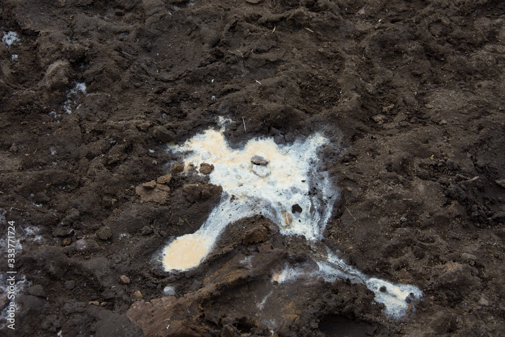 Rodent Urine Puddle Example puddle of urine made by ostrich Stock Photo | Adobe Stock