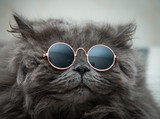 Fototapeta Zwierzęta - funny cat in round sunglasses close-up