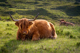 Fototapeta  - Scottish long-haired highlander cow. Island of Skye, Inner Hebrides, Scotland.