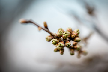 Canvas Print - branch of a tree in spring 