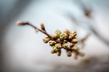 Canvas Print - branch of a tree in spring 