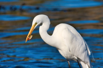 Wall Mural - Great white egret hunting along the kelp beds.