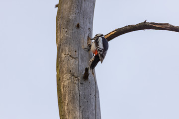 Woodpecker on a trunk of a dried tree.