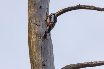 Woodpecker on a trunk of a dried tree.