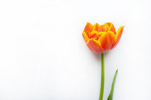 One Orange Spring Tulip And Place For Text For Mother Or Woman's Day On A White Background. Top View Flat Style.