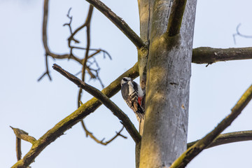 Woodpecker on a trunk of a dried tree.