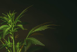 Fototapeta  - Cannabis plant on black background. Copy space. Marijuana leafs. Weed background. 
