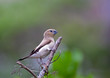 Warbling silverbill on a branch in Hawaii
