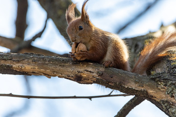 Wall Mural - Red squirrel eats a nut on a branch.