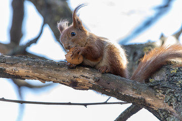 Red squirrel eats a nut on a branch.