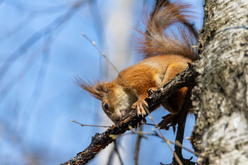 Wall Mural - Red squirrel on a tree branch.