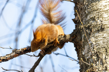 Wall Mural - Red squirrel drinks birch sap on a branch.