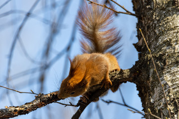 Wall Mural - Red squirrel drinks birch sap on a branch.