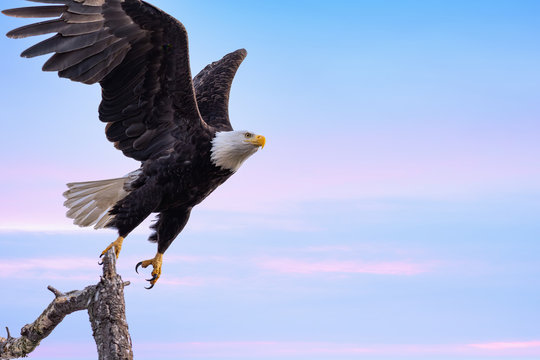 bald eagle takes flight of freedom
