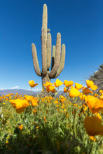 Saguaro Cactus Surrounded By Orange Poppies Flowers In The Desert