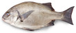 Closeup of a silver Anisotremus scapularis fish with white background