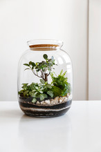 Small Decoration Plants In A Glass Bottle/garden Terrarium Bottle/ Forest In A Jar. Terrarium Jar With Piece Of Forest With Self Ecosystem. Save The Earth Concept. Bonsai                    